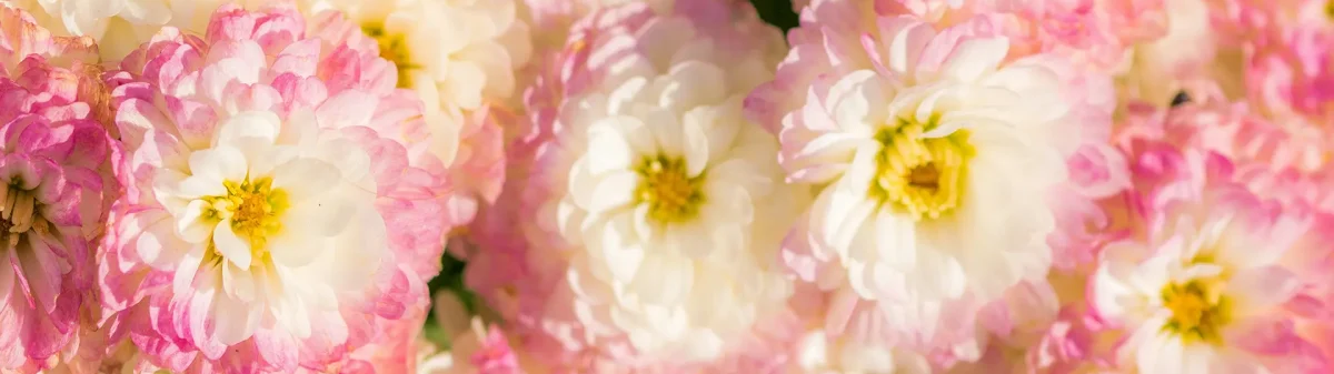 Flores em tons de rosa, branco e amarelo.